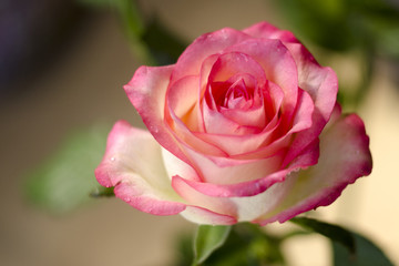  A gentle summer rose