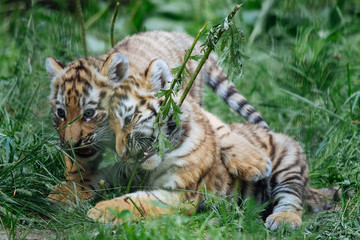 Siberian (Amur) tiger cubs playing