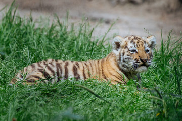 Siberian (Amur) tiger cub playing on the grass