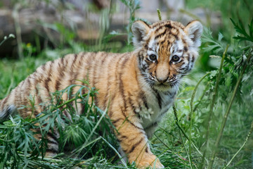 Siberian (Amur) tiger cub playing on the grass