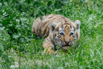 Siberian (Amur) tiger cub playing on the grass