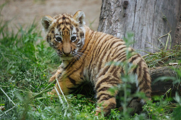 Siberian (Amur) tiger cub playing on the grass