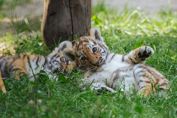 Siberian (Amur) tiger cubs playing on the grass