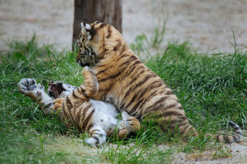 Siberian (Amur) tiger cubs playing on the grass