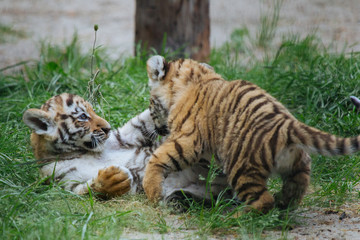 Siberian (Amur) tiger cubs playing on the grass