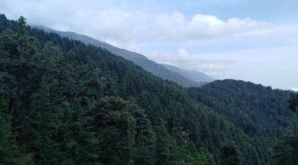 Fototapeta na wymiar coniferous forest on the mountain