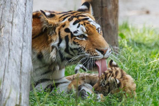 Siberian (Amur) tiger cub playing with mother