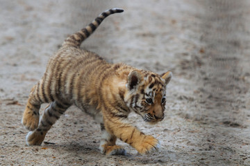 Funny Siberian (Amur) tiger cub walking