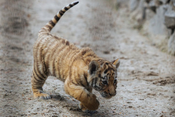 Fototapeta premium Funny Siberian (Amur) tiger cub walking