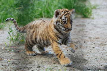 Funny Siberian (Amur) tiger cub walking