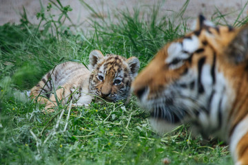 Siberian (Amur) tiger cub playing with mother