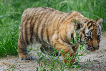 Funny Siberian (Amur) tiger cub walking