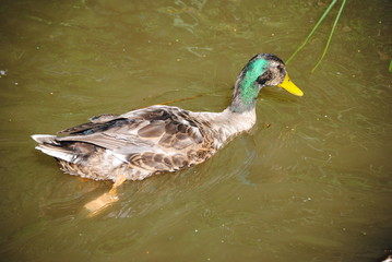 canards 