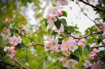 Naklejka na ściany i meble Apple tree in bloom