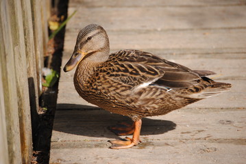 canards 
