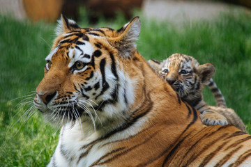 Naklejka premium Siberian (Amur) tiger cub playing with mother