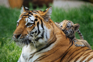 Siberian (Amur) tiger cub playing with mother