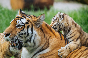 Siberian (Amur) tiger cub playing with mother