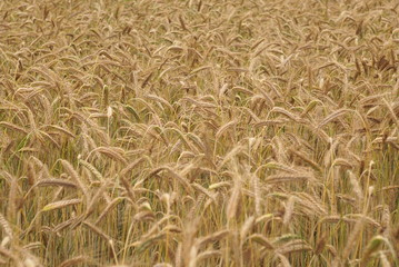 Field Of Wheat