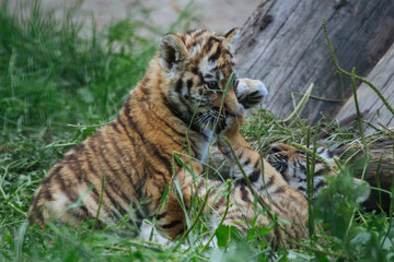 Siberian (Amur) tiger cubs playing on the grass