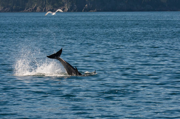 Fototapeta premium Small orca violently swings its tail