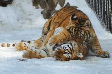 Siberian (Amur) tiger cubs playing on the snow