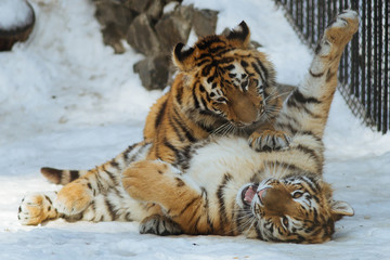 Siberian (Amur) tiger cubs playing on the snow
