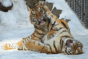 Siberian (Amur) tiger cubs playing on the snow