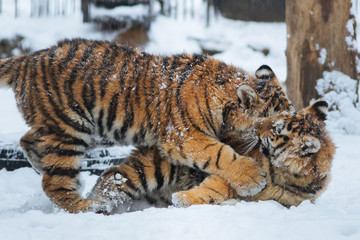Siberian (Amur) tiger cubs playing on the snow