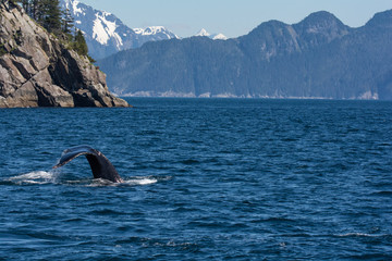 Floppy humpback whale tail