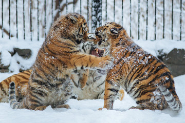 Siberian (Amur) tiger cubs playing on the snow