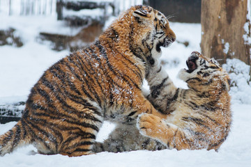 Siberian (Amur) tiger cubs playing on the snow