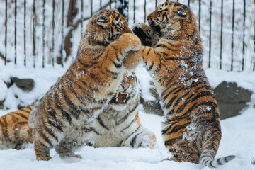 Siberian (Amur) tiger cubs playing on the snow