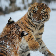 Siberian (Amur) tiger cubs playing on the snow