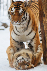 Siberian (Amur) tiger cub playing on the snow with mother