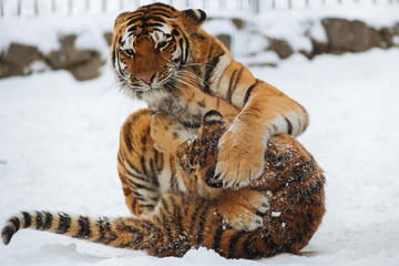 Fototapeta premium Siberian (Amur) tiger cub playing on the snow with mother
