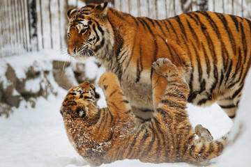 Siberian (Amur) tiger cub playing on the snow with mother