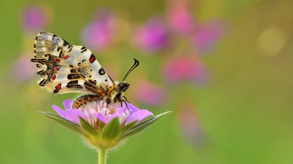 Zerynthia cerisyi  280
