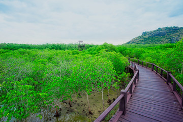Obraz premium Bridge - Built Structure, Forest, Land, Springtime, Tropical Climate