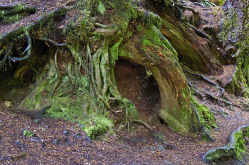 Ancient mossy tree roots in forest /Tree roots with fairy door