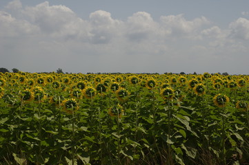Sonnenblumen von hinten