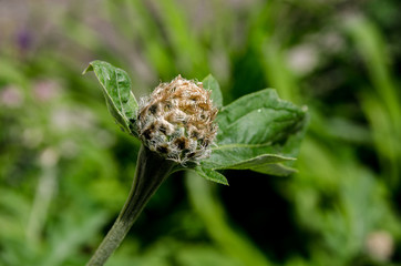 beautiful flowers bloom in the clearing
