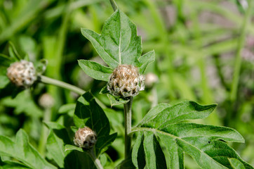 beautiful flowers bloom in the clearing