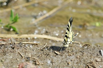 Front view of big yellow colored, swallowtail butterfly, Iphiclides podalirius, with black stripes and tail,  sitting on wet brown soil next to puddle on a sunny summer day