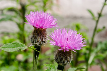 beautiful flowers bloom in the clearing