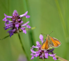 Fototapeta na wymiar insecte seul papillon marron posé sur une fleur violette en été