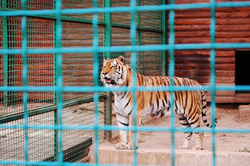 Panthera tigris tigris, Siberian tiger, Amur tiger