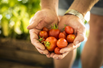 Urban Gardening | Tomatenernte