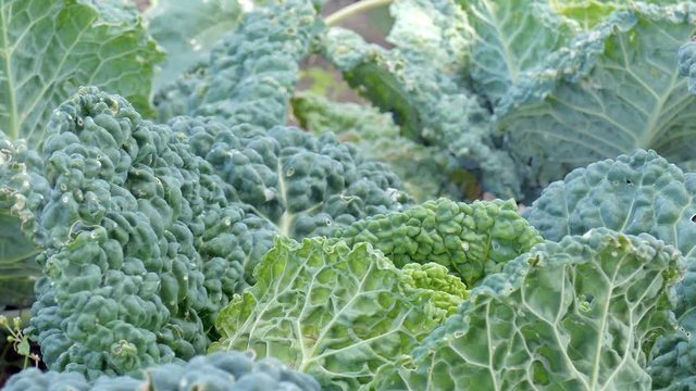 dolly shot through a row of savoy cabbage
