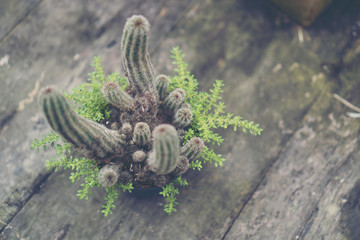 Collection of various cactus and succulent plants in different pots. Potted cactus house plants